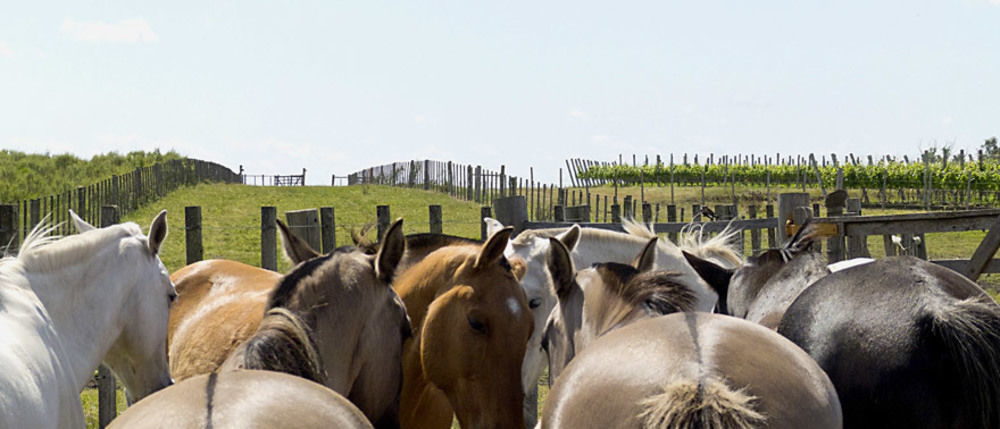 Estancia Turistica Finca Piedra Mal Abrigo Eksteriør bilde
