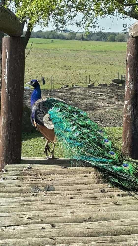 Estancia Turistica Finca Piedra Mal Abrigo Eksteriør bilde